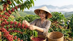 Giá cà phê hôm nay 24.9.2026 đồng loạt giảm 1.000 đồng/kg