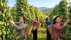 Giá hồ tiêu hôm nay 23.9: Giảm tới 1.000 đồng/kg tại nhiều vùng