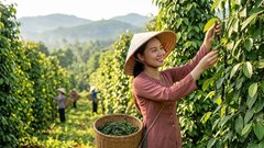 Giá tiêu hôm nay 24.9: Thị trường chững lại, cao nhất 140.000 đồng/kg