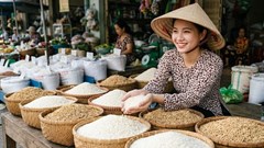 Giá lúa gạo hôm nay 24.9.2026: Thị trường bất ngờ phân hóa