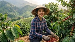 Giá cà phê hôm nay 27.9 lên 93.700 đồng/kg, Robusta tăng hơn 2%