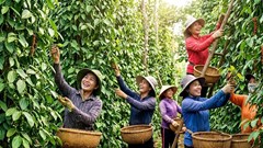 Giá hồ tiêu hôm nay 26.9.2026: Dao động 136.000–140.000 đồng/kg