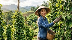 Giá tiêu hôm nay 27.9.2026: Mặt bằng giữ ở 136.000–140.000 đồng/kg