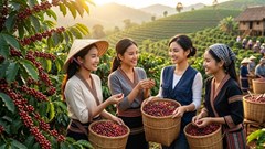 Giá cà phê hôm nay 28.9.2026 đi ngang, cao nhất 93.800 đồng/kg
