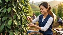 Giá tiêu hôm nay 28.9: Thị trường tiếp tục đi ngang tại các vùng trọng điểm