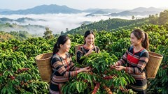 Giá cà phê hôm nay 30.9: Robusta bật tăng, thị trường trong nước phục hồi