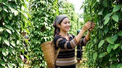 Giá hồ tiêu hôm nay 30.9.2026: Đồng loạt tăng 500 đồng/kg