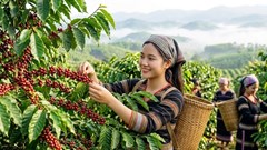 Giá cà phê hôm nay 1.10 giảm nhẹ, mức cao nhất còn 93.800 đồng/kg