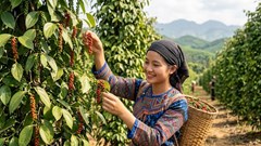 Giá hồ tiêu hôm nay 2.10: Thị trường tiếp tục đi ngang