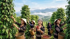 Giá hồ tiêu hôm nay 3.10.2026: Cao nhất 140.500 đồng/kg