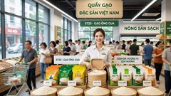 Giá lúa gạo hôm nay 3.10.2026: Thị trường tiếp tục đi ngang