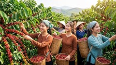 Giá cà phê hôm nay 4.10.2026: Nhích lên, cao nhất 94.000 đồng/kg