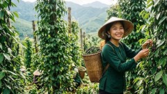 Giá hồ tiêu hôm nay 4.10: Thị trường tiếp tục đi ngang