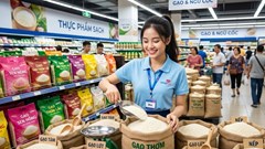 Giá lúa gạo hôm nay 8.10.2026: Lúa tăng, gạo nguyên liệu giảm nhẹ