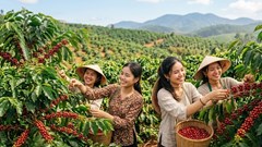 Giá cà phê hôm nay 9.10 lao dốc, Tây Nguyên đồng loạt mất 1.400 đồng/kg