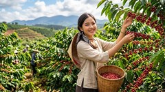 Giá cà phê hôm nay 10.10: Trong nước mất thêm 1.000 đồng/kg