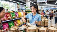 Giá lúa gạo hôm nay 10.10.2026: Thị trường tiếp tục đi ngang