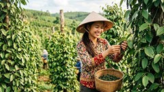 Giá hồ tiêu hôm nay 12.10: Thị trường đứng giá sau phiên tăng