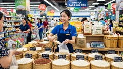 Giá lúa gạo hôm nay 13.10.2026: OM 18, Đài Thơm 8 giữ vùng cao