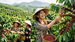 Giá cà phê hôm nay 14.10: Giá cà phê thế giới và trong nước cùng tăng