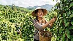 Giá hồ tiêu hôm nay 14.10: Thị trường tạm chững sau nhịp tăng