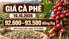 Giá cà phê hôm nay 16.10.2026: Đà tăng trong nước có tiếp diễn?