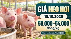 Giá heo hơi hôm nay 15.10.2026: Áp lực sau đợt giảm trên cả ba miền