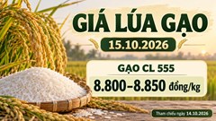 Giá lúa gạo hôm nay 15.10.2026: Gạo CL555 ở mức 8.800–8.850 đồng/kg