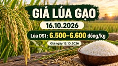 Giá lúa gạo hôm nay 16.10.2026: Sức mua vẫn là yếu tố cần theo dõi