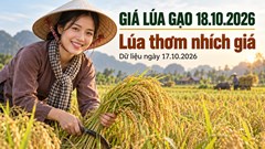 Giá lúa gạo hôm nay 18.10.2026: Lúa thơm chờ thêm lực mua