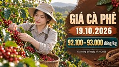 Giá cà phê hôm nay 19.10.2026: Sức ép vụ mới còn đáng chú ý