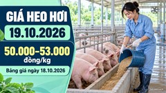 Giá heo hơi hôm nay 19.10.2026: Chờ tín hiệu phục hồi đầu tuần