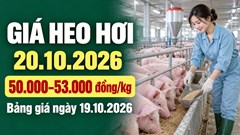 Giá heo hơi hôm nay 20.10.2026: Đà giảm tạm ngưng, triển vọng ra sao?