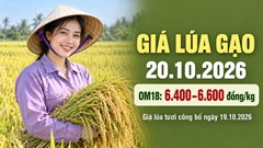 Giá lúa gạo hôm nay 20.10.2026: Sức mua yếu, gạo nguyên liệu chịu sức ép