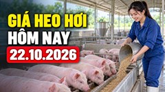 Giá heo hơi hôm nay 22.10.2026: Chờ thị trường tìm điểm cân bằng