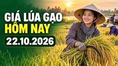 Giá lúa gạo hôm nay 22.10.2026: Sức mua quyết định đà giá