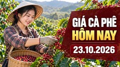 Giá cà phê hôm nay 23.10.2026: Robusta và Arabica trái chiều