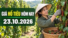 Giá hồ tiêu hôm nay 22.10 dao động 137.000–140.000 đồng/kg