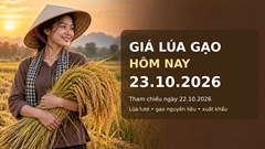 Giá lúa gạo hôm nay 23.10.2026: Gạo thơm xuất khẩu có lực đỡ