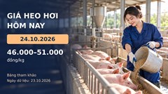 Giá heo hơi hôm nay 24.10.2026: Theo dõi cung cầu sau đợt giảm