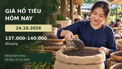 Giá hồ tiêu hôm nay 24.10.2026: Theo dõi lực mua sau nhịp tăng