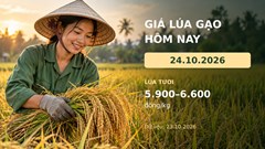 Giá lúa gạo hôm nay 24.10.2026: Sức mua còn dè dặt