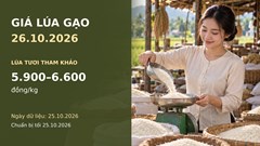 Giá lúa gạo hôm nay 26.10.2026: Người bán giữ giá, giao dịch còn chậm