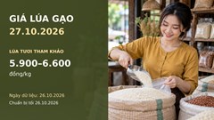 Giá lúa gạo hôm nay 27.10.2026: Gạo thơm xuất khẩu ở mức nào?