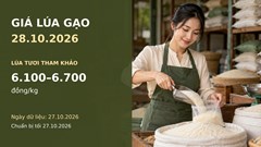 Giá lúa gạo hôm nay 28.10.2026: Gạo thơm xuất khẩu được chào bao nhiêu?