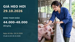 Giá heo hơi hôm nay 29.10.2026: Chờ tín hiệu sau nhịp giảm thu hẹp