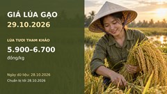 Giá lúa gạo hôm nay 29.10.2026: DS1 dẫn nhóm lúa tươi