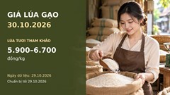 Giá lúa gạo hôm nay 30.10: Giá chào xuất khẩu cao, giao dịch còn chậm