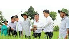 Cần Thơ phát động Tết trồng cây Xuân Bính Ngọ 2026