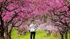 Ngắm hoa anh đào tuyệt đẹp ở Fukushima cùng Ngô Trần Hải An